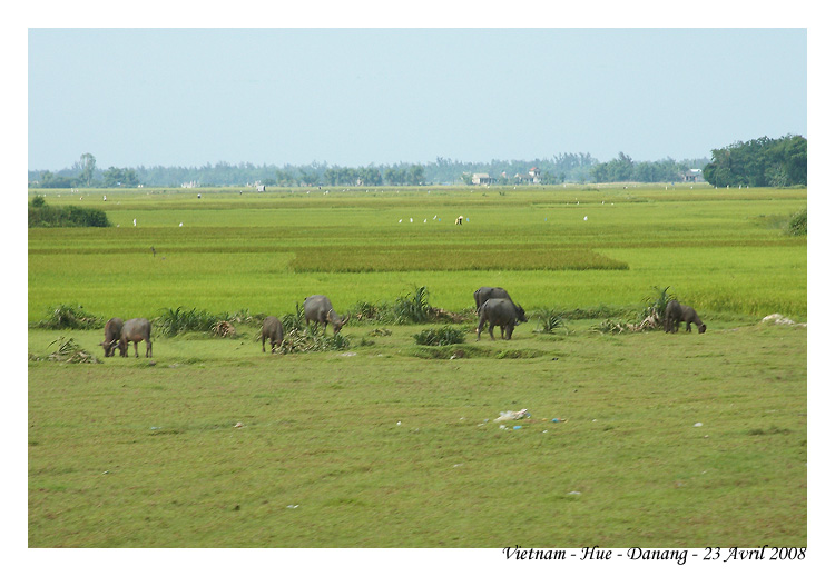 DaNang_MG_0982