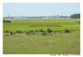 DaNang_MG_0982