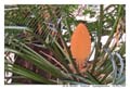 kotakinabalou_MG_0608b