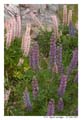norvege_andalnes_6538