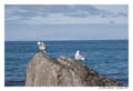 norvege_lofoten_6422